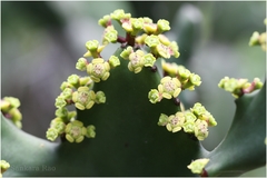 Euphorbia antiquorum